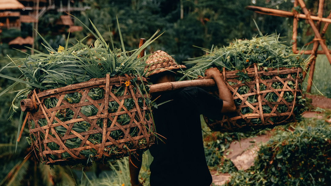 Asian man transporting pandan leaves