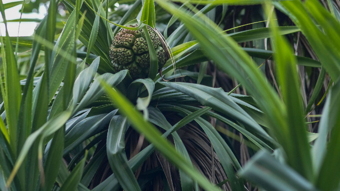 Bandoeng 22 co-founder Fajar Ramadhany Why pandan is green